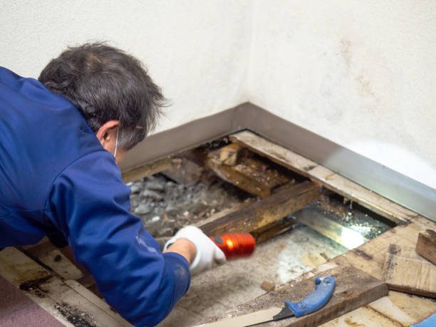 Best Local Mold Removal Service  in Sterling City, TX