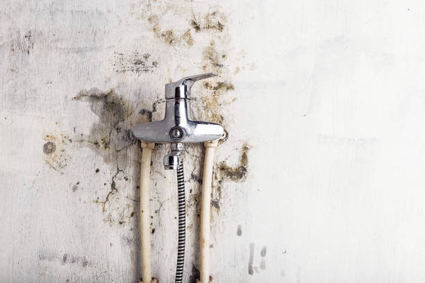Best Home Mold Removal  in Sterling City, TX