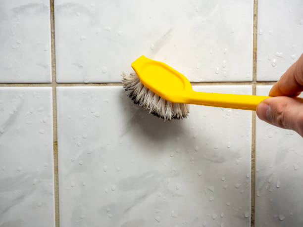 Best Best Mold Removal Companies  in Sterling City, TX
