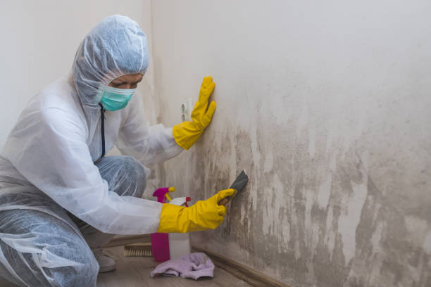 Best Office Mold Removal Services  in Sterling City, TX