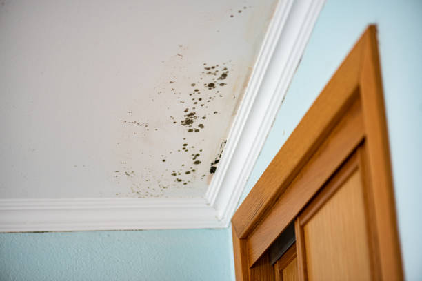 Best Affordable Mold Removal  in Sterling City, TX