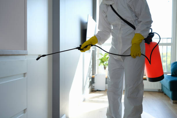 Best Mold Removal Process  in Sterling City, TX