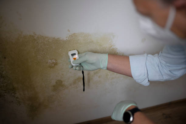 Best Crawl Space Mold Removal  in Sterling City, TX