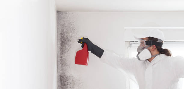 Best Mold Remediation Experts  in Sterling City, TX