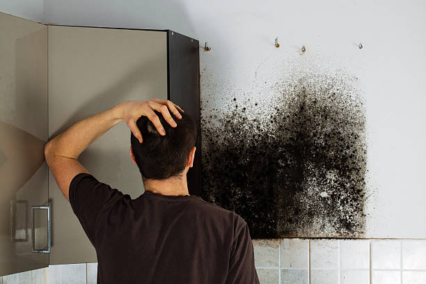 Best Black Mold Removal  in Sterling City, TX