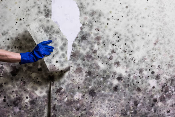 Water Damage Restoration in Sterling City, TX