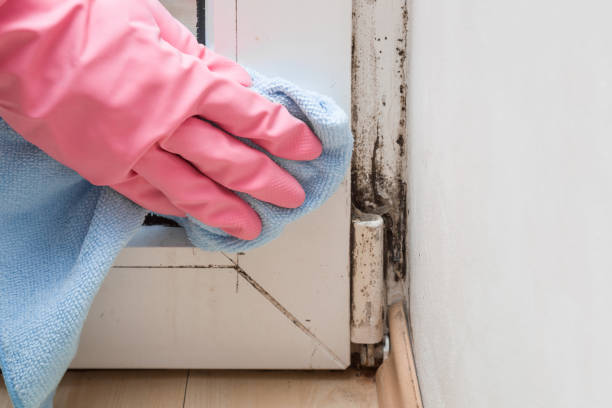 Best Home Mold Removal  in Sterling City, TX