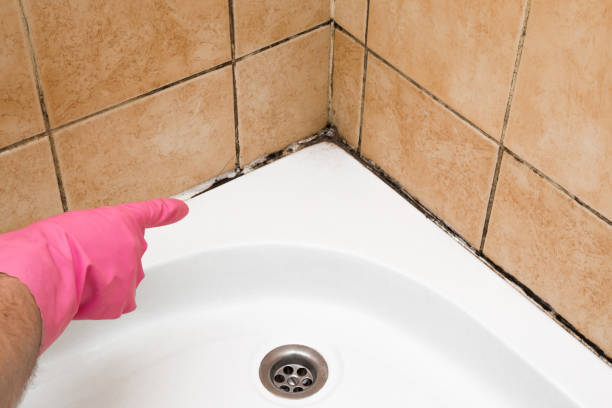 Best Commercial Mold Removal  in Sterling City, TX